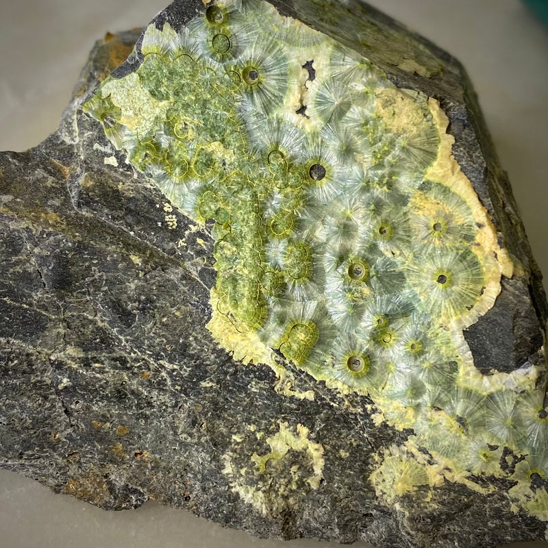 Lime slice Wavellite (W-14)