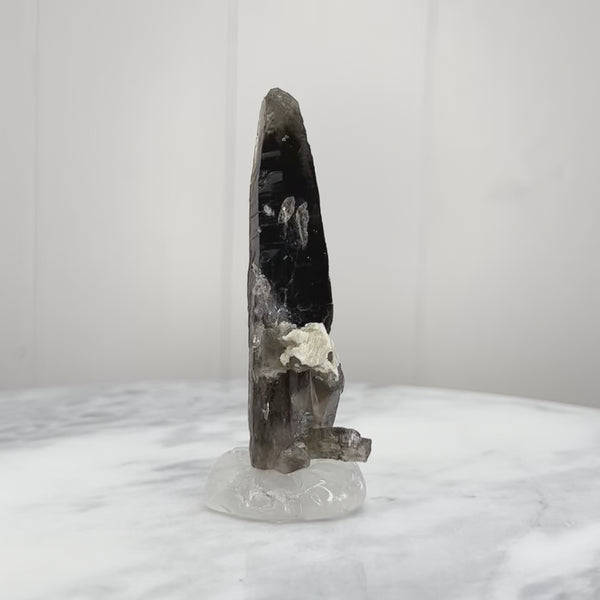 Glossy Smoky Point with stunning re-growth (MW-SQ-10)