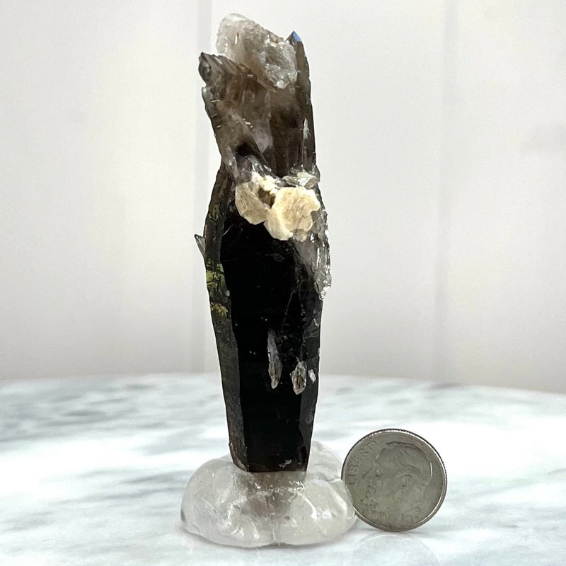 Glossy Smoky Point with stunning re-growth (MW-SQ-10)
